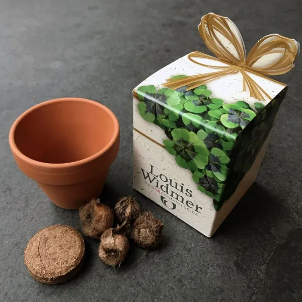 Pflanz-Würfelchen Glücksklee: Terracotta-Topf mit Kokos-Quelltablette (Ø30mm) und Glückskleezwiebelchen, für Naturfreunde. (2)