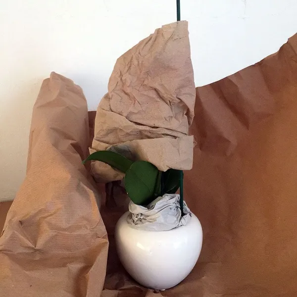 Prinzessin Luise's 220 zarte Orchideen-Reise: Verschenken Sie eine blühende Mini-Phalänopsis-Orchidee als Werbepflanze! (3)