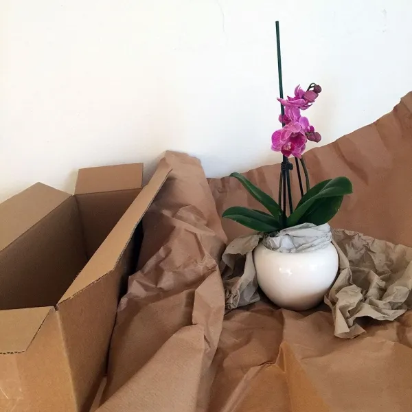 220 zarte Orchideen verschenken Sie als Werbepflanze - blühende Mini-Phalänopsis inklusive Keramikübertopf für termingerechte Versendung in ganz Deutschland. (4)
