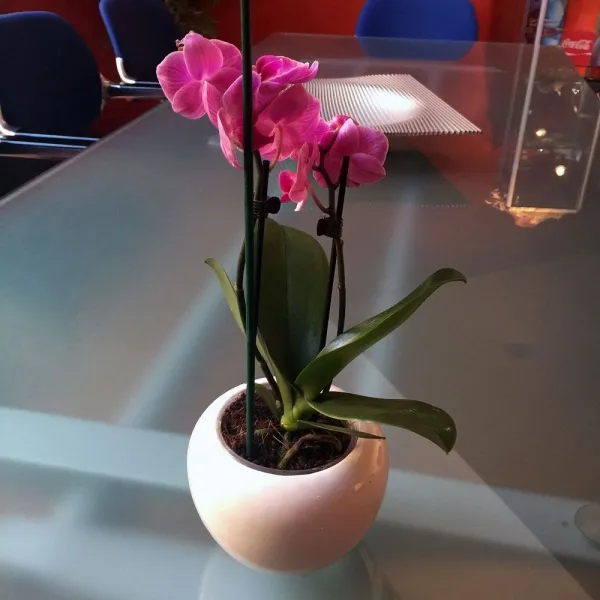 220 zarte Orchideen (Mini-Phalänopsis) als Werbepflanzen für Ihre Kunden in ganz Deutschland, gut verpackt und termingerecht versendet. (5)